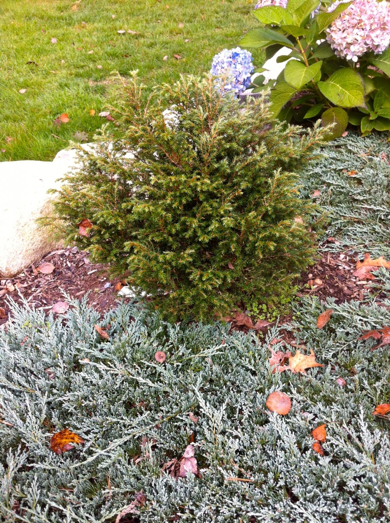 Tsuga canadensis 