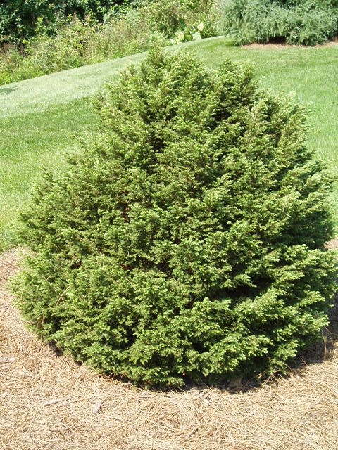 Tsuga canadensis 