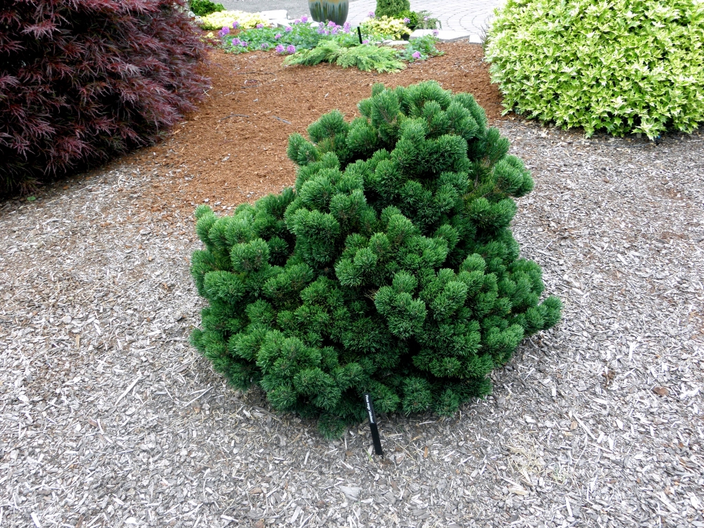 Pinus mugo 