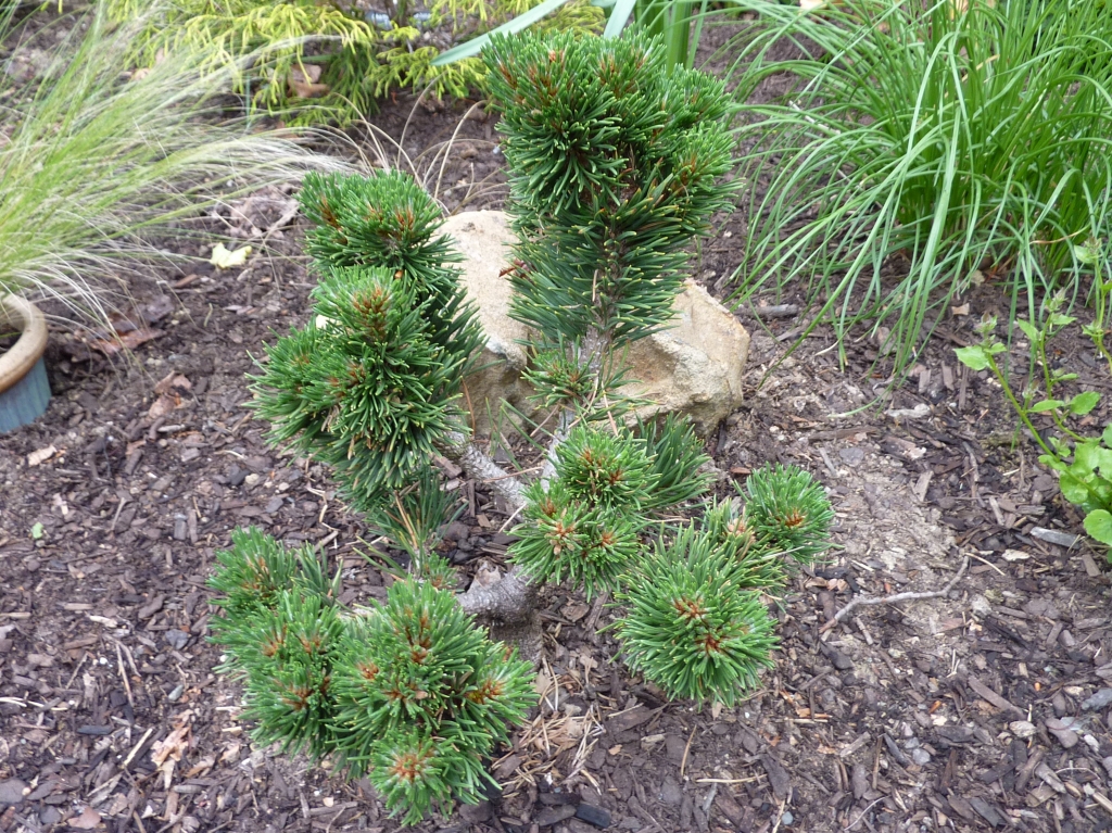 Pinus mugo 