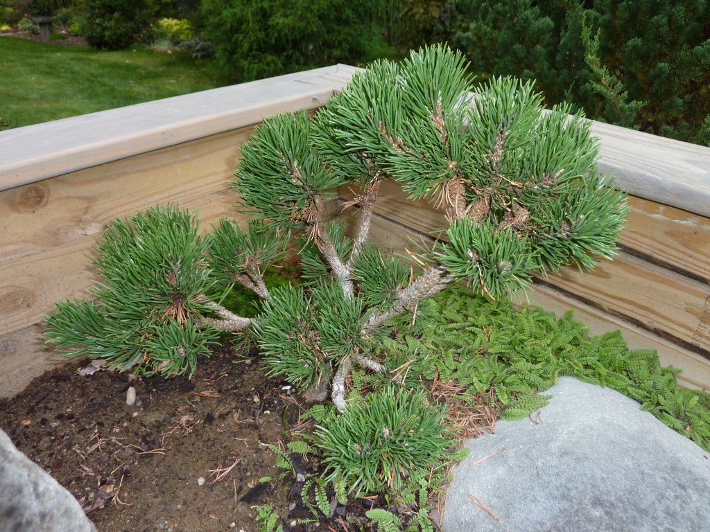 Pinus mugo 