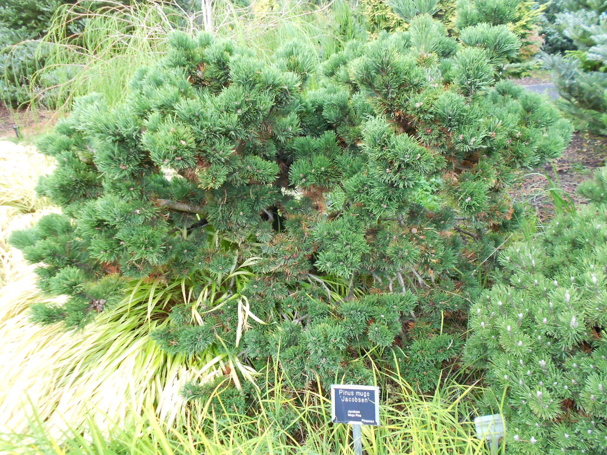 Pinus mugo 