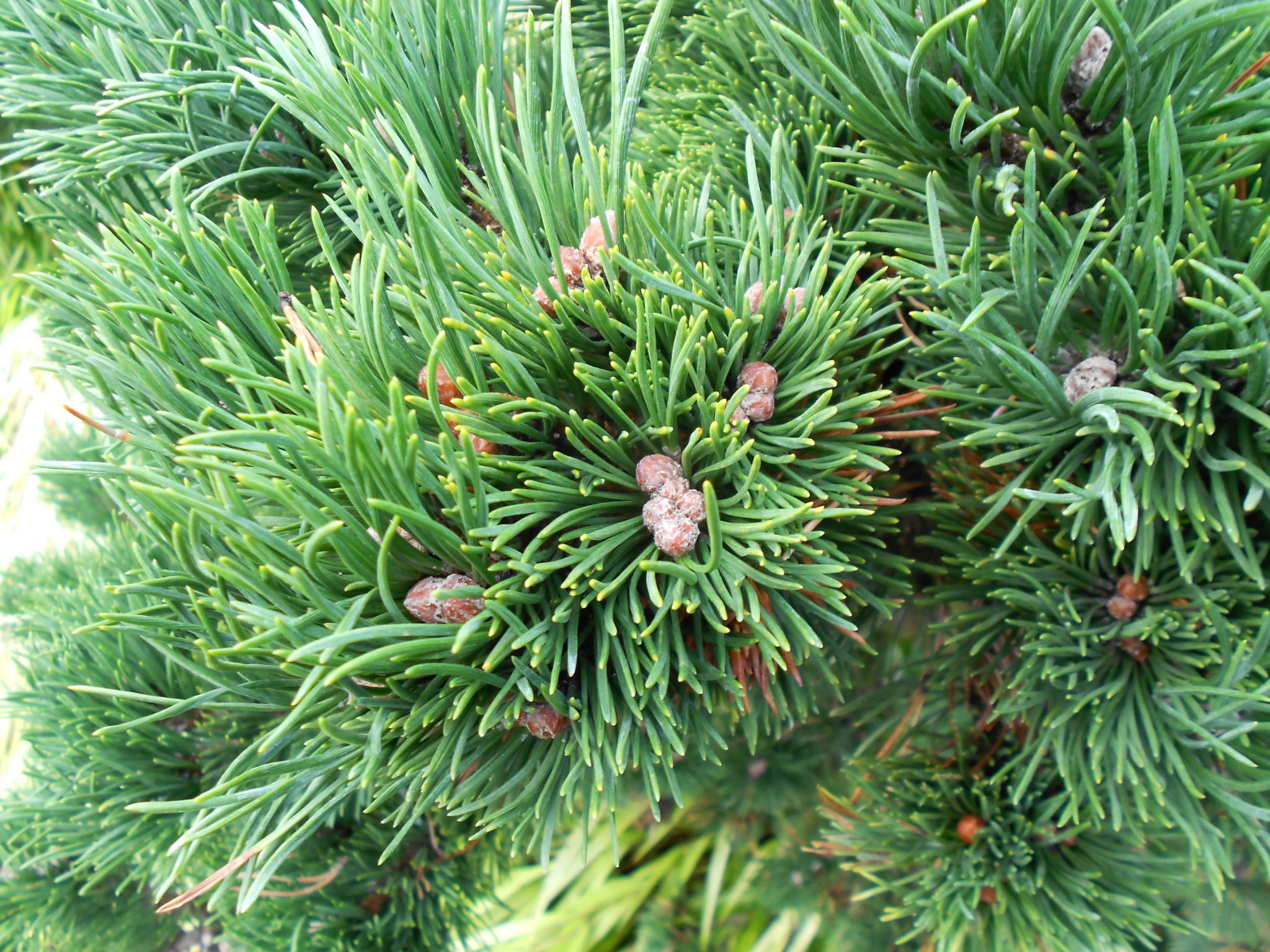 Pinus mugo 