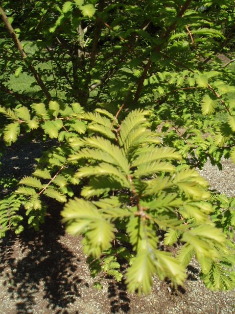 Metasequoia glyptostroboides 