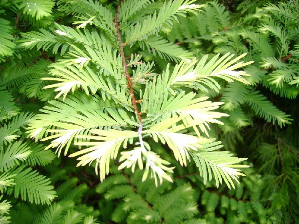 Metasequoia glyptostroboides 