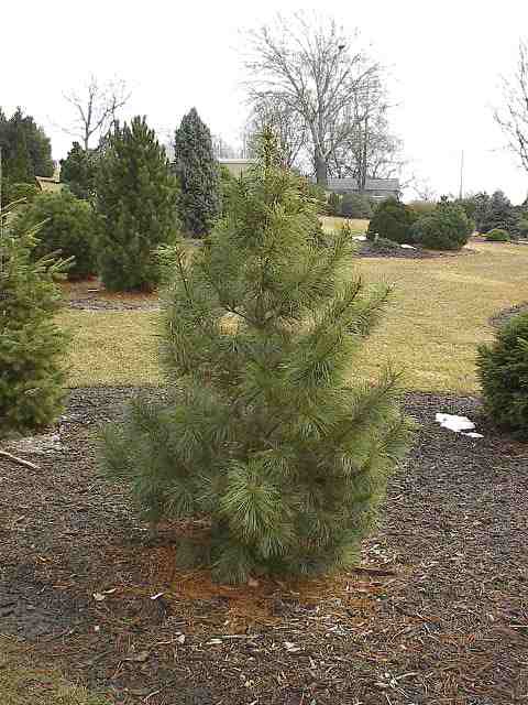 Pinus koraiensis 