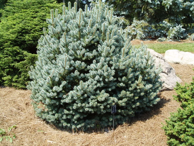 Picea pungens 