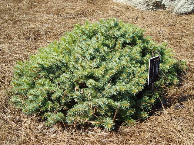 Picea pungens 