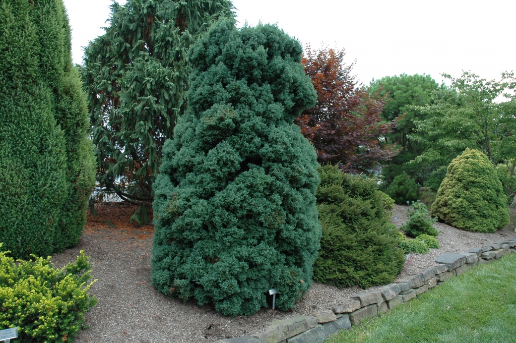 Chamaecyparis obtusa 