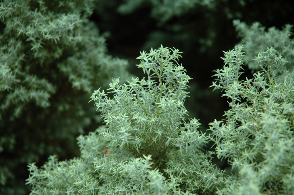 Chamaecyparis obtusa 