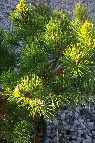 Pinus virginiana 