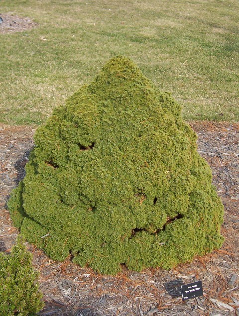 Picea glauca 