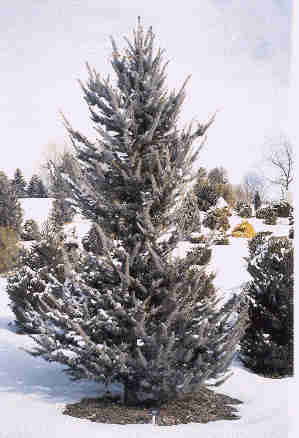 Picea pungens 