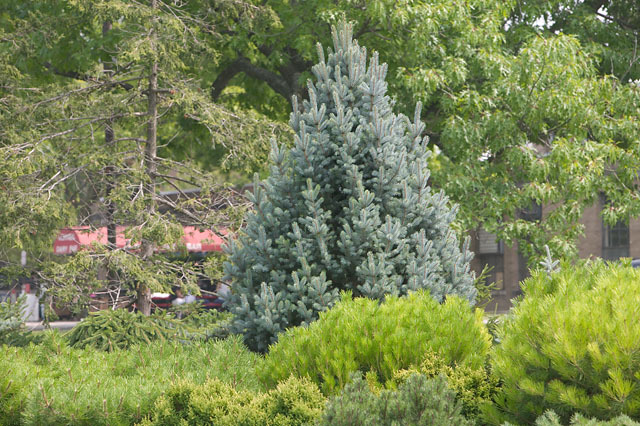 Picea pungens 