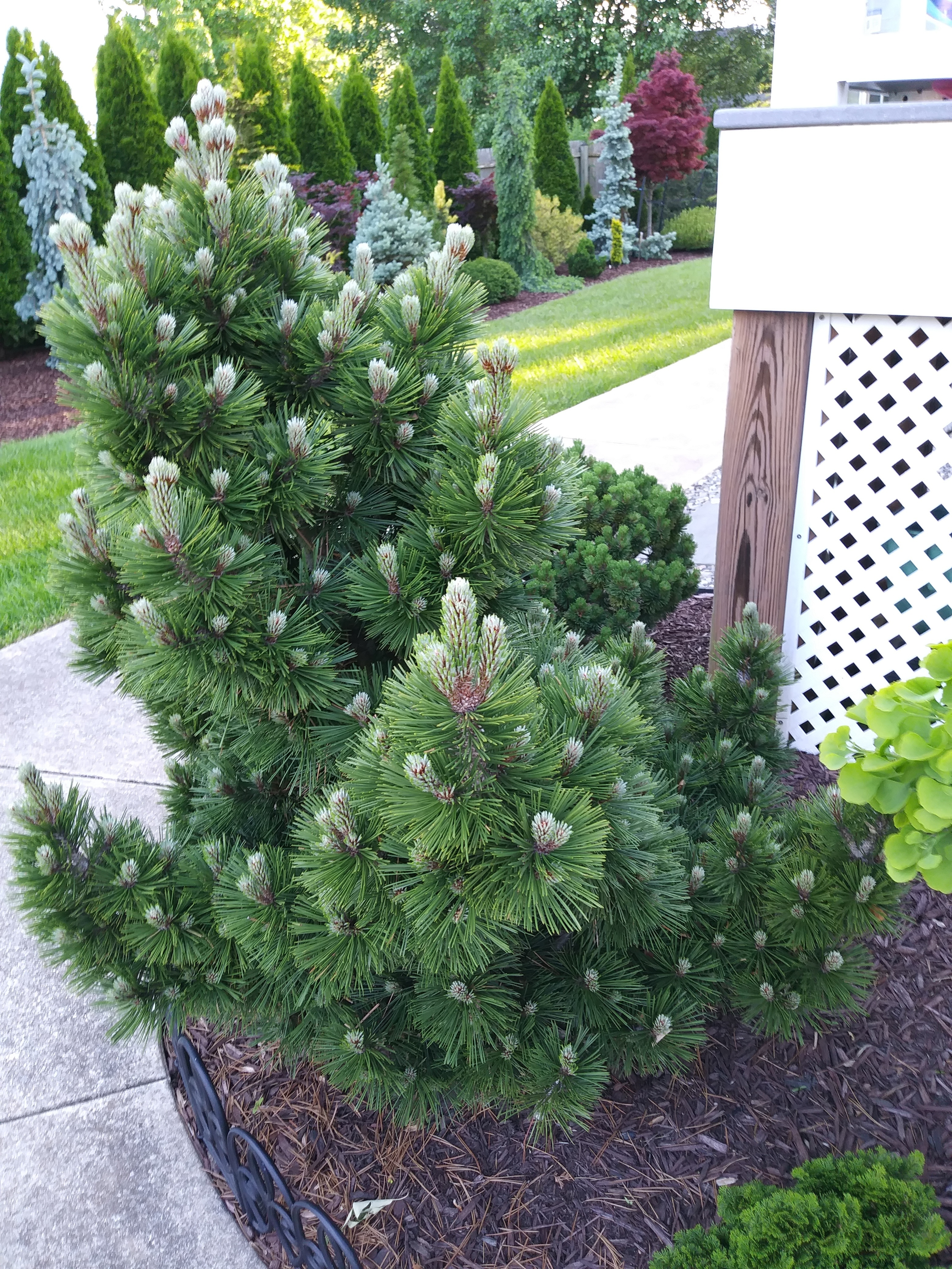 Pinus heldreichii 