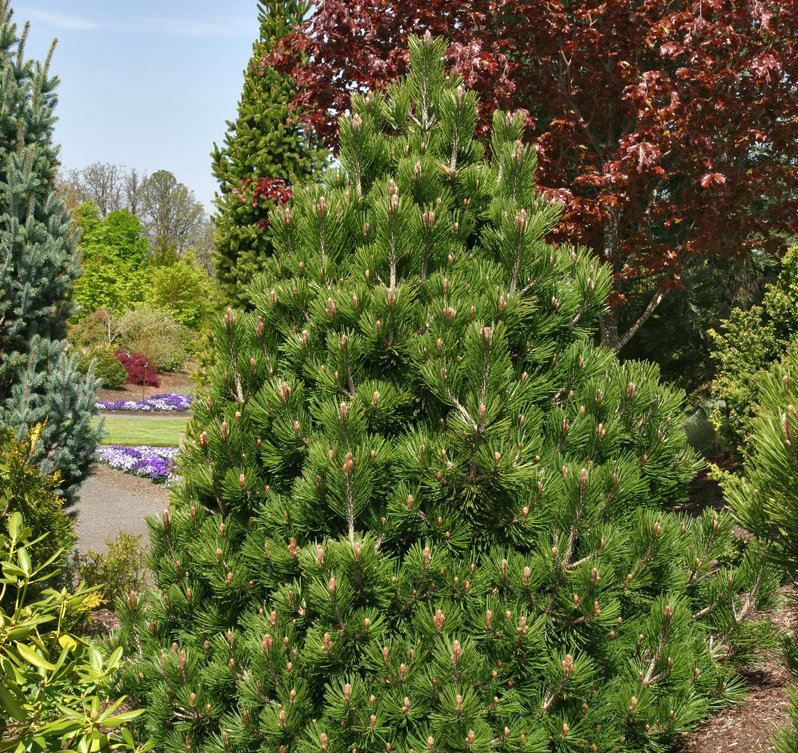 Pinus heldreichii 