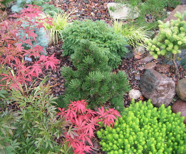 Pinus heldreichii 