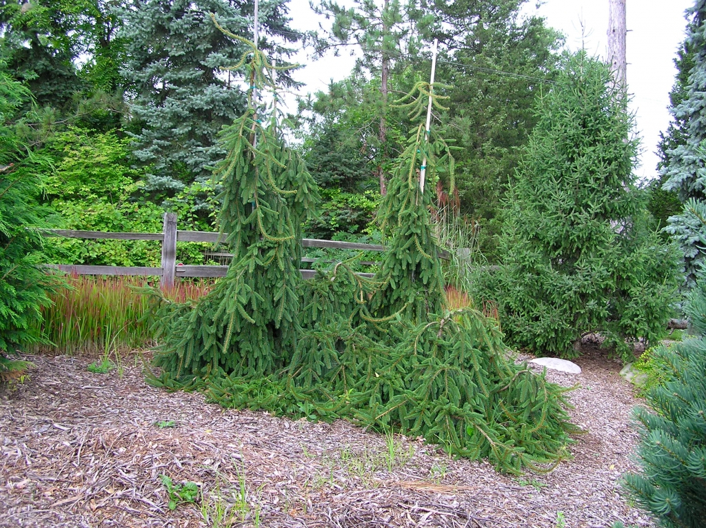 Picea abies 