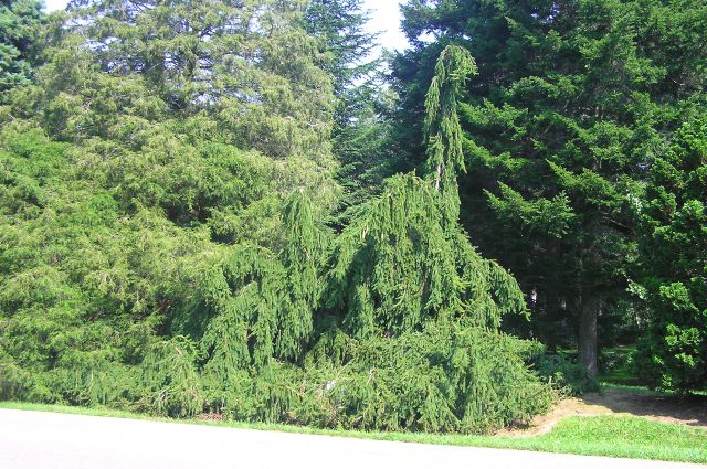 Picea abies 