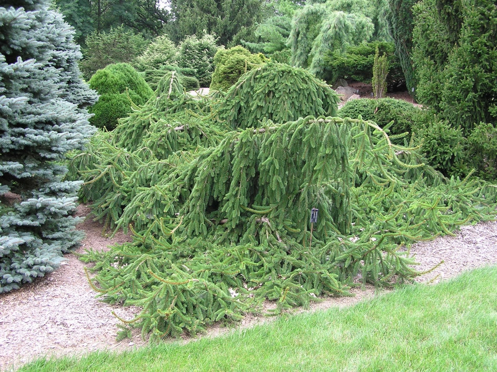 Picea abies 