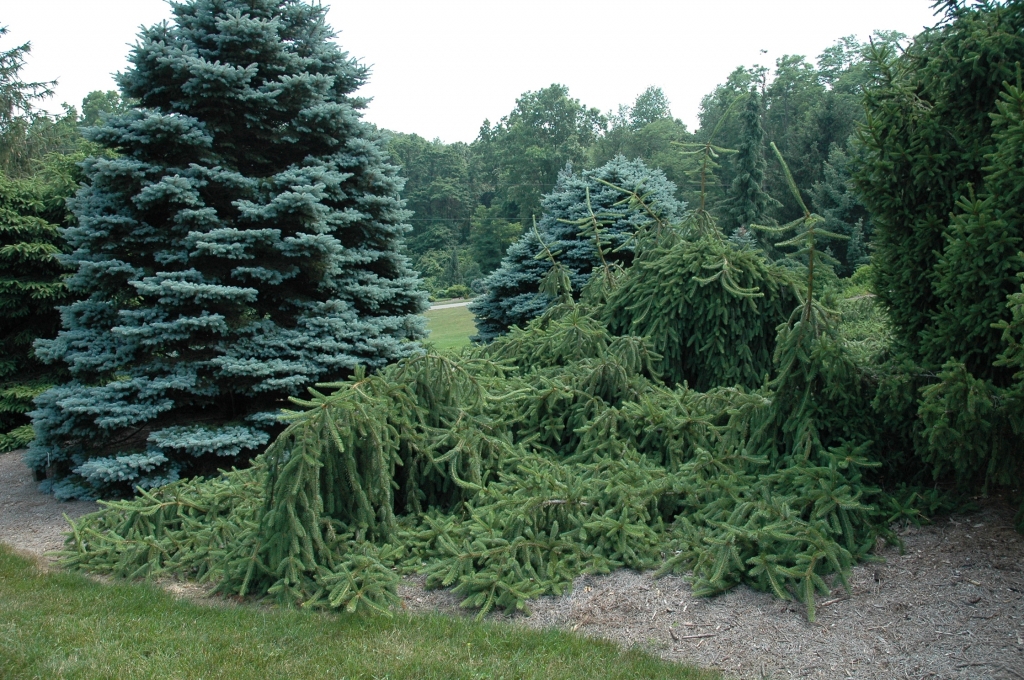 Picea abies 