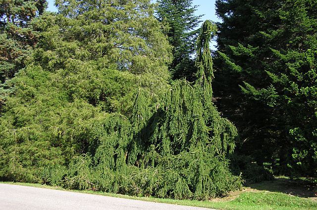 Picea abies 