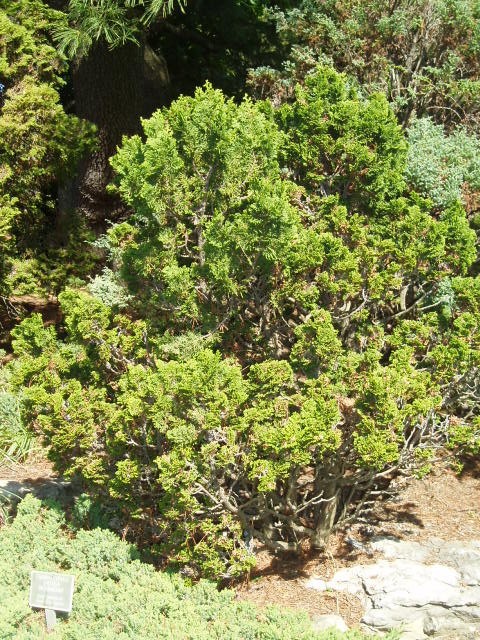 Chamaecyparis obtusa 