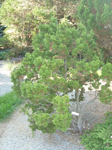 Chamaecyparis obtusa 