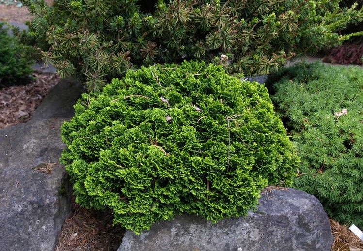 Chamaecyparis obtusa 