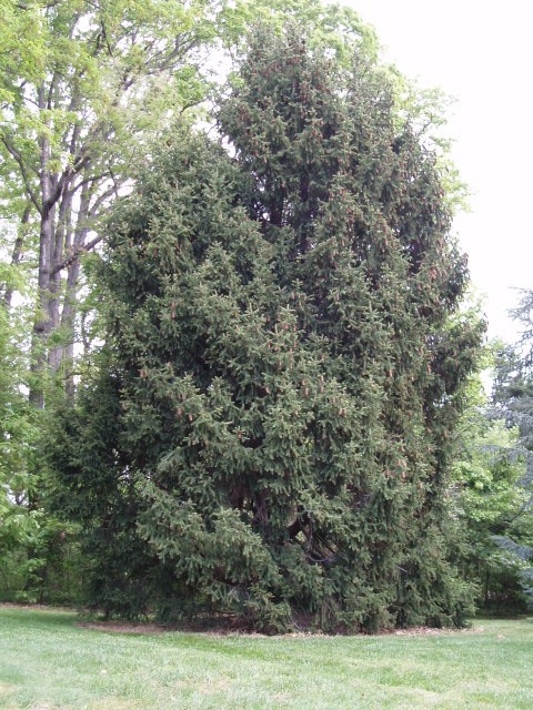 Picea abies 