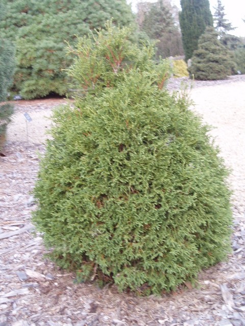 Thuja occidentalis 