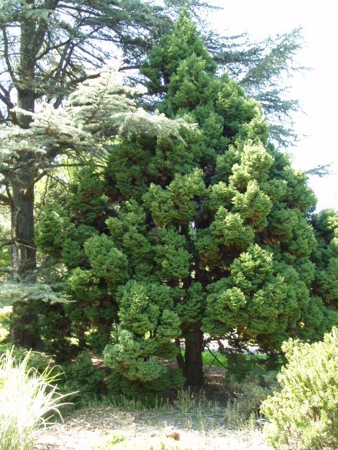 Chamaecyparis pisifera 