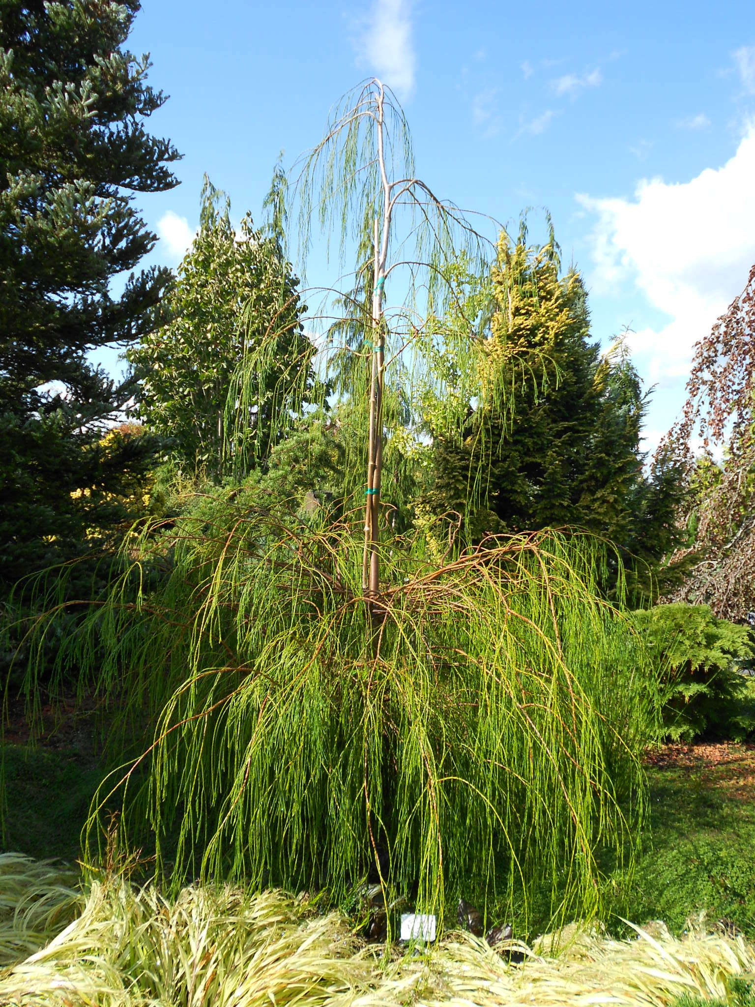 Chamaecyparis lawsoniana 