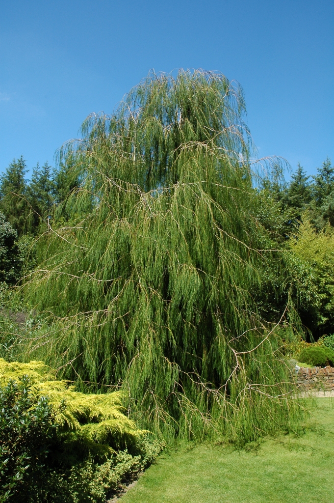 Chamaecyparis lawsoniana 