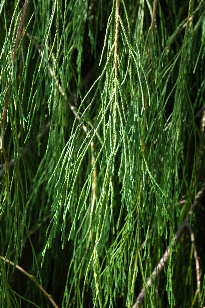 Chamaecyparis lawsoniana 