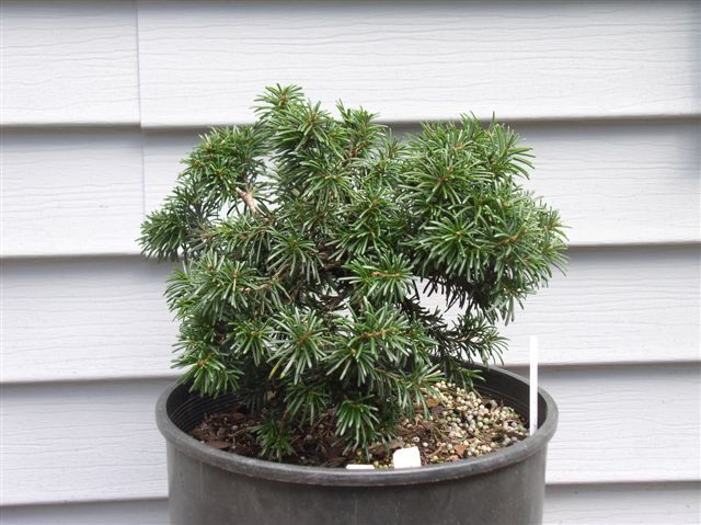 Abies concolor 