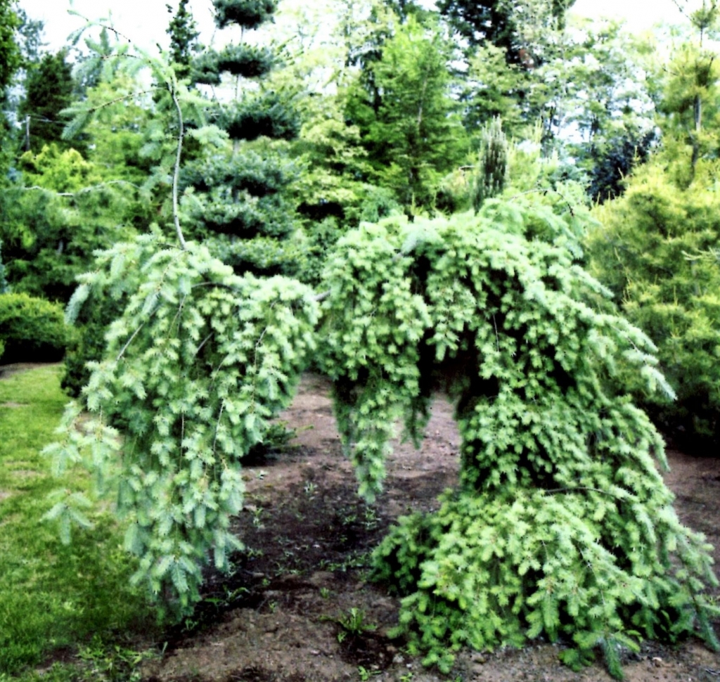 Pseudotsuga menziesii 