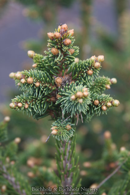 Picea abies 