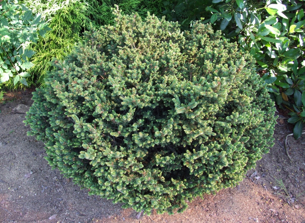 Picea abies 
