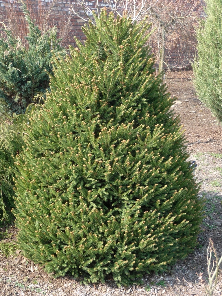 Picea abies 
