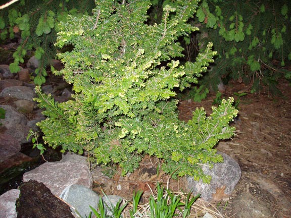 Tsuga canadensis 