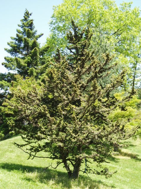 Tsuga canadensis 