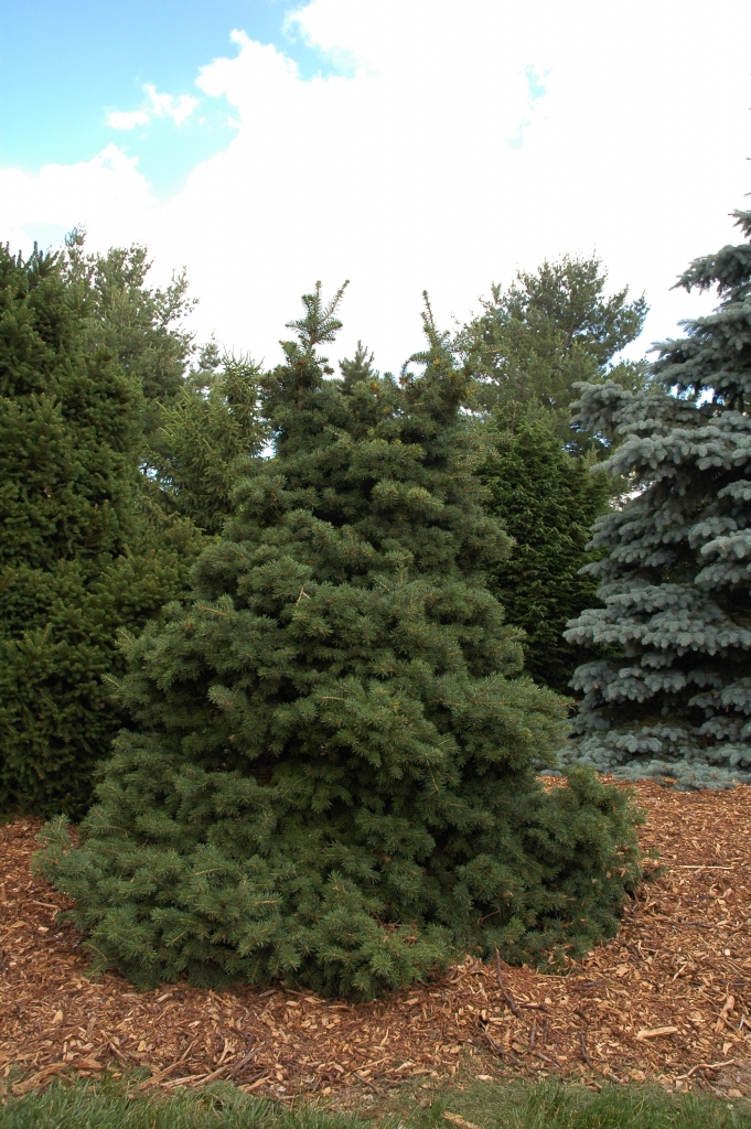 Picea asperata 