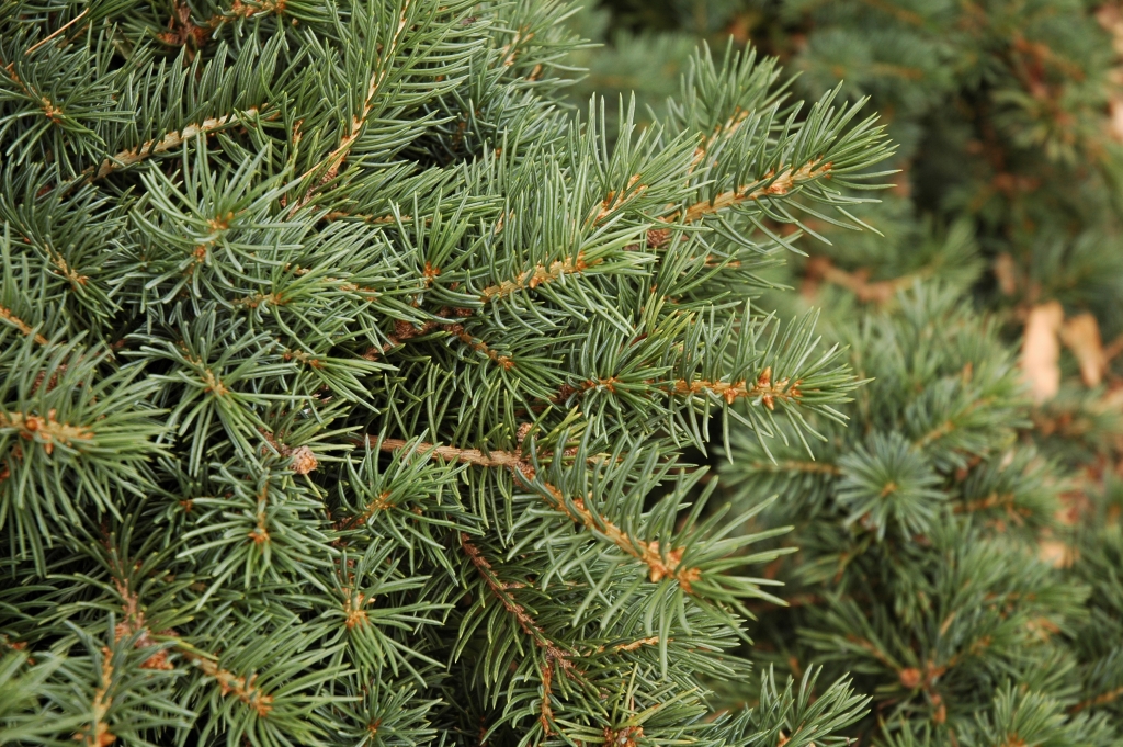 Picea asperata 