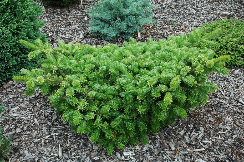 Abies cephalonica 