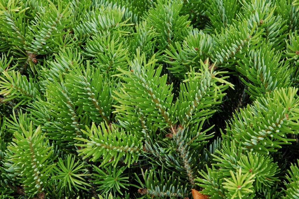 Abies cephalonica 