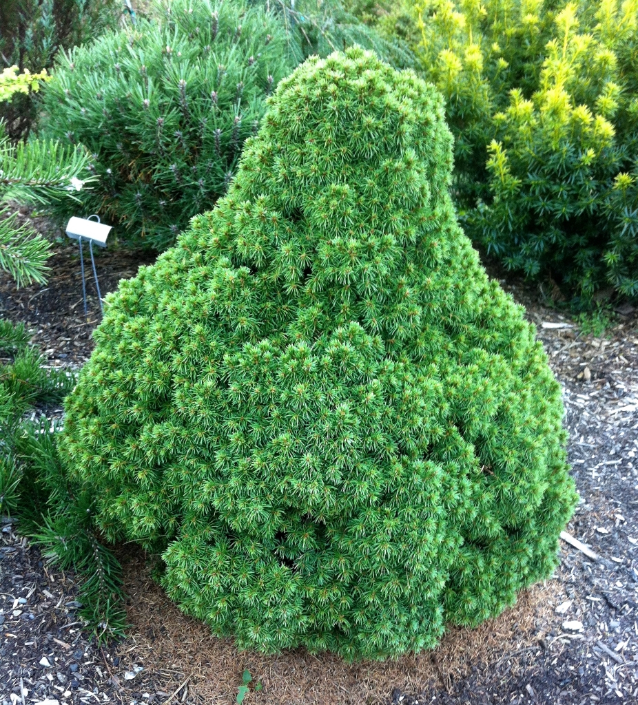 Picea glauca 