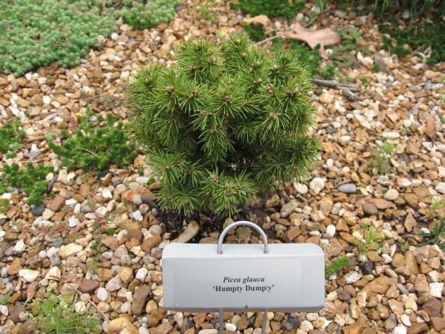 Picea glauca 