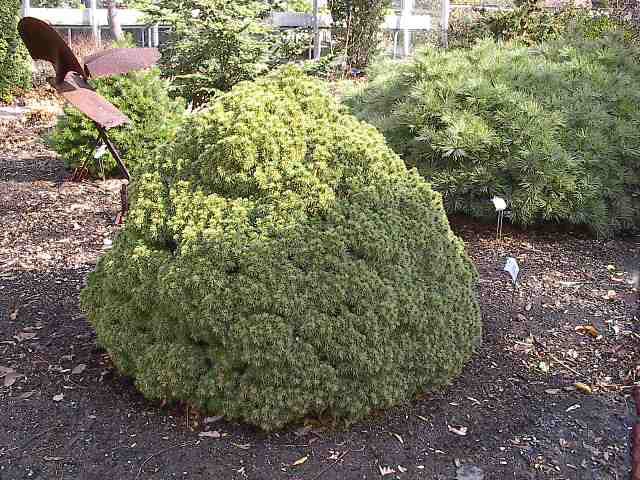 Picea glauca 