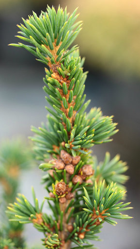 Picea abies 
